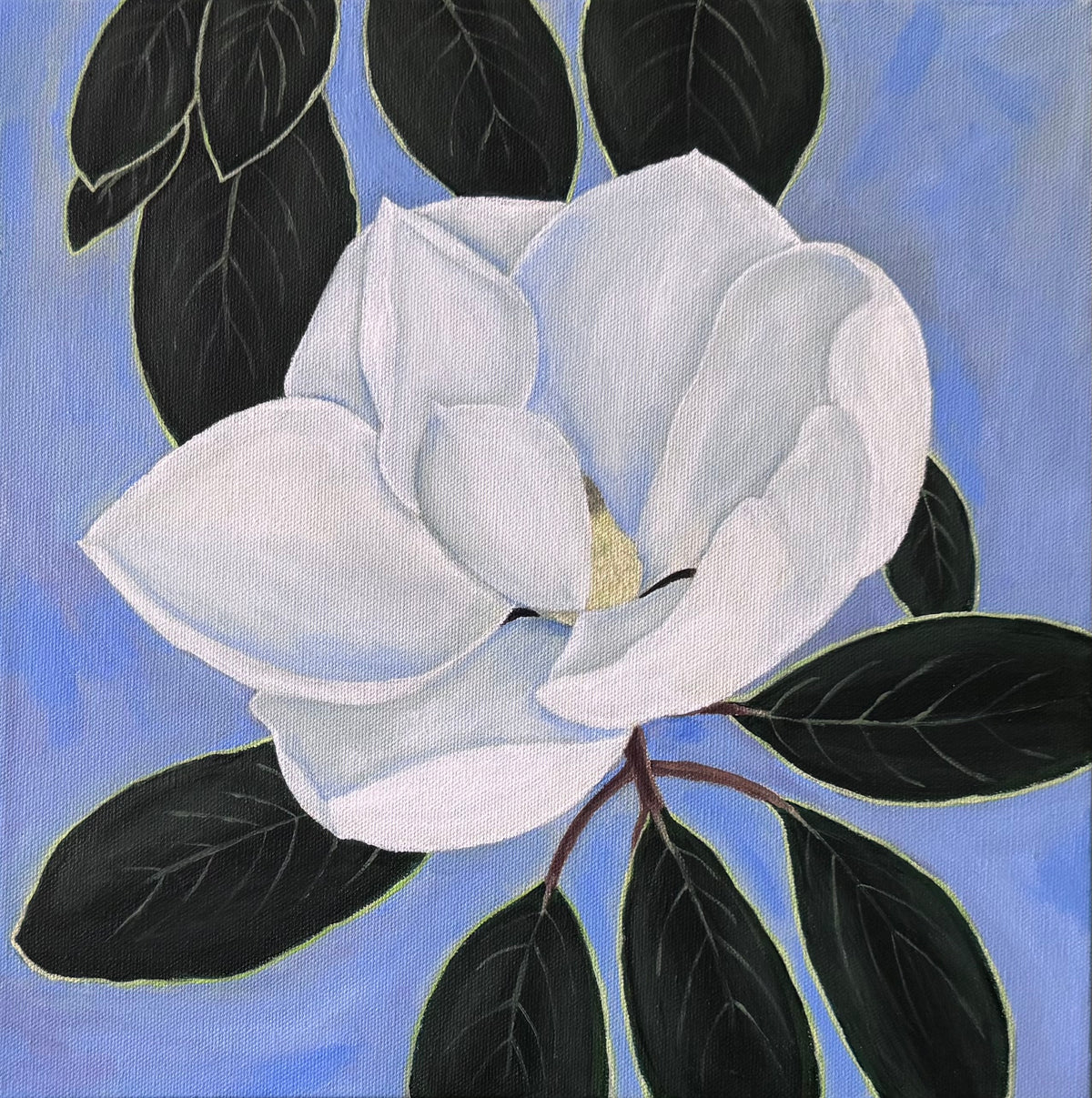Single magnolia blossoming surrounded by dark green leaves on a light blue background