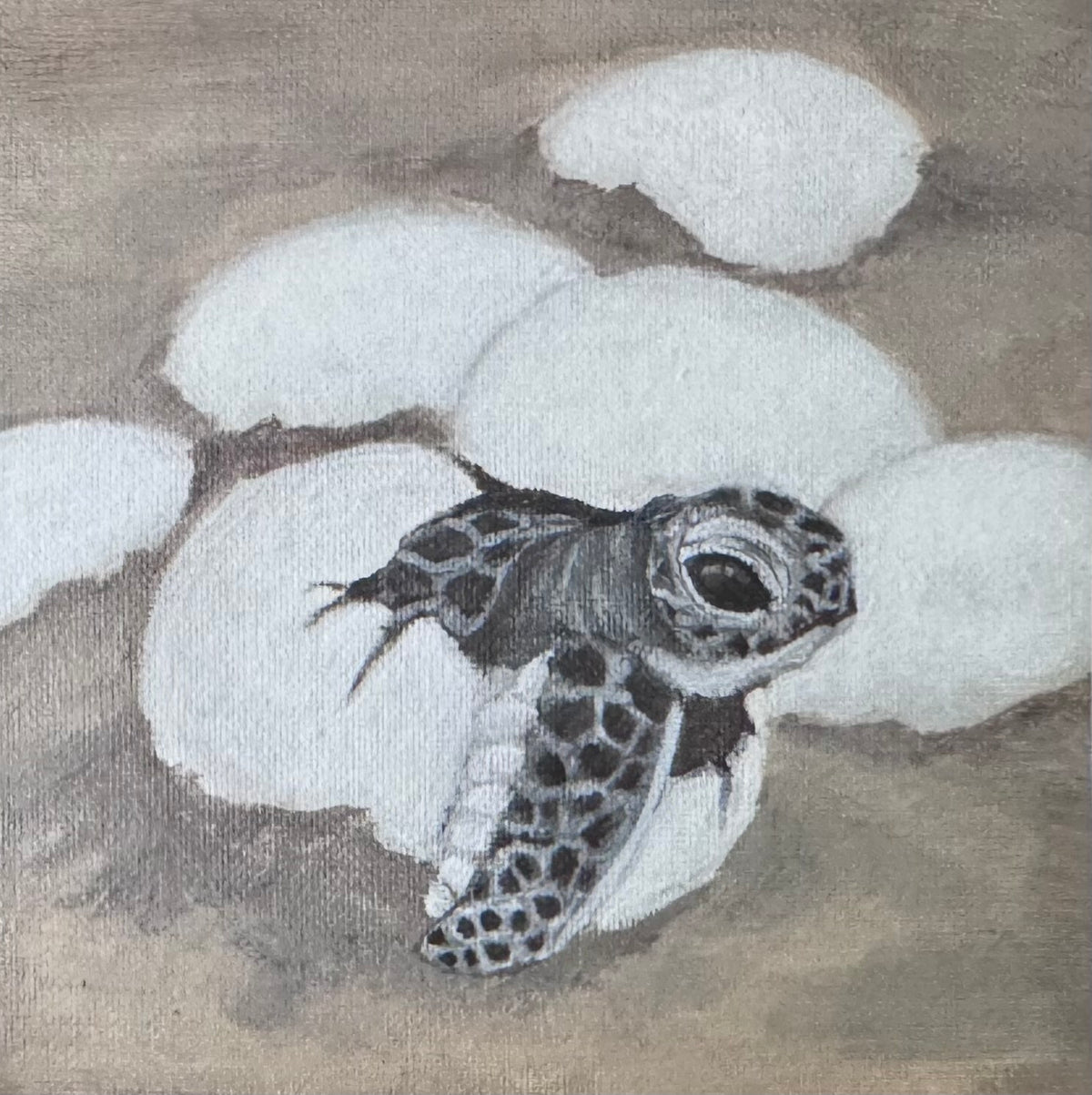 A photo of a 4in x 4in art print of a painting showing a baby sea turtle hatching from a white egg on a beach
