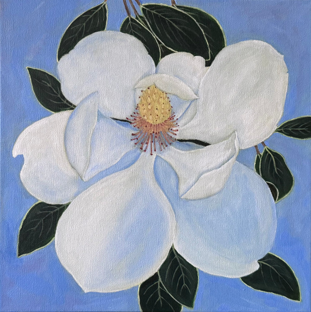 Single open magnolia surrounded by dark green leaves on a light blue background